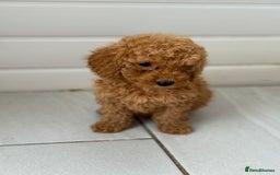 Maltipoo dogs for sale: Quality Korean maltipoos - Image 28
