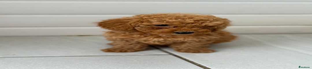 Maltipoo Puppy 6