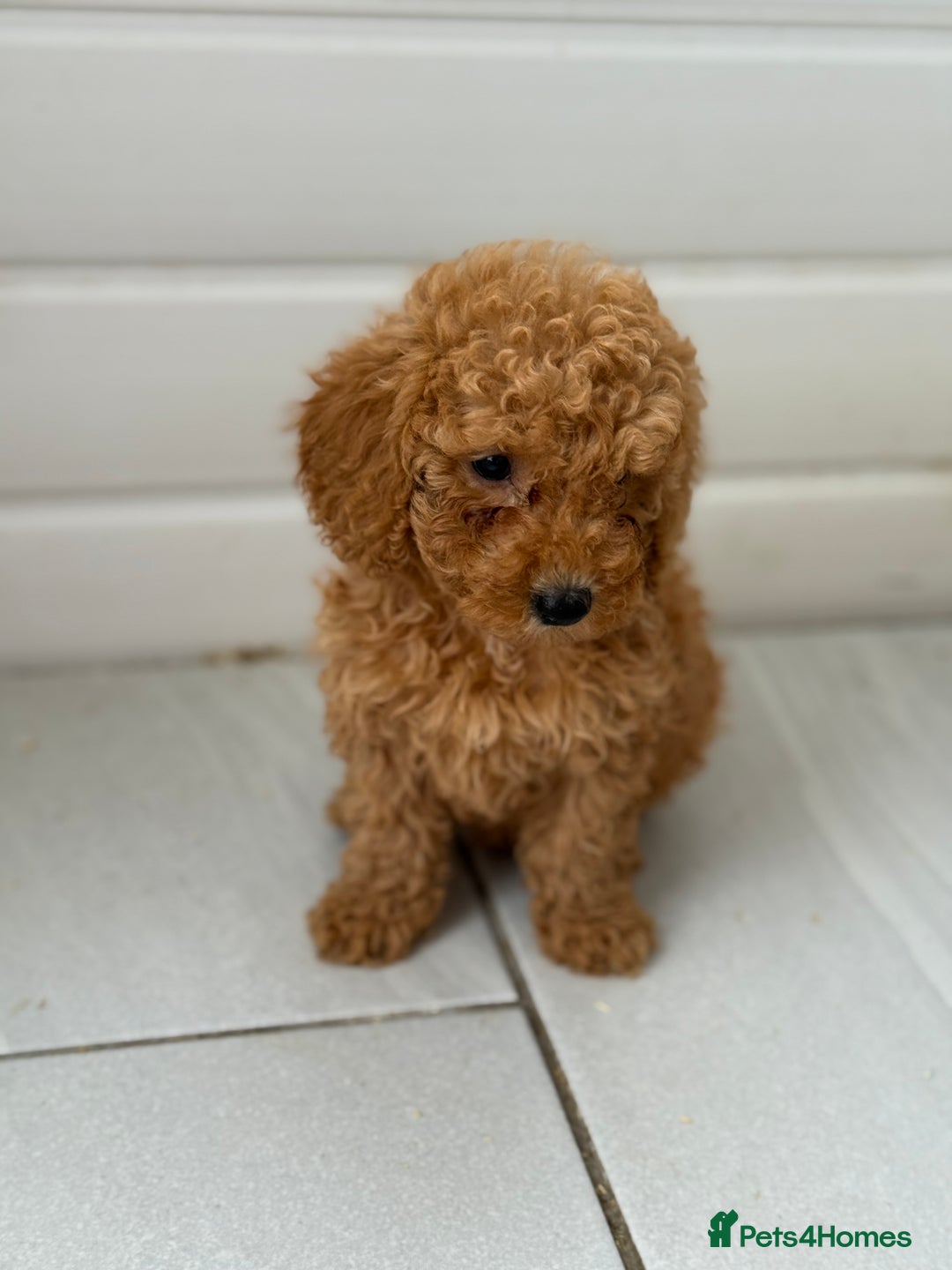 Maltipoo dogs for sale: Quality Korean maltipoos - Image 28