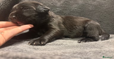 Labrador Retriever dogs - Advert 13