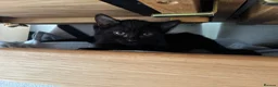 Mixed Breed cats for sale: Kittens in Morpeth - Advert 2