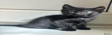 Mixed Breed Kitten 2