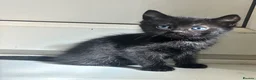 Mixed Breed cats for sale: 4 Beautiful Kittens in Bishop Auckland - Advert 2