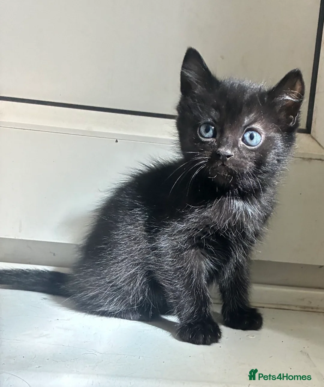 Mixed Breed cats for sale: 4 Beautiful Kittens in Bishop Auckland - Advert 2