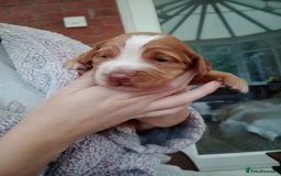 Cocker Spaniel dogs for sale: Cocker Spaniel Puppies  - Image 25