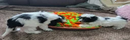Cockapoo dogs for sale: 3 girl 2 boys May babies (July Home Time) - Advert 35
