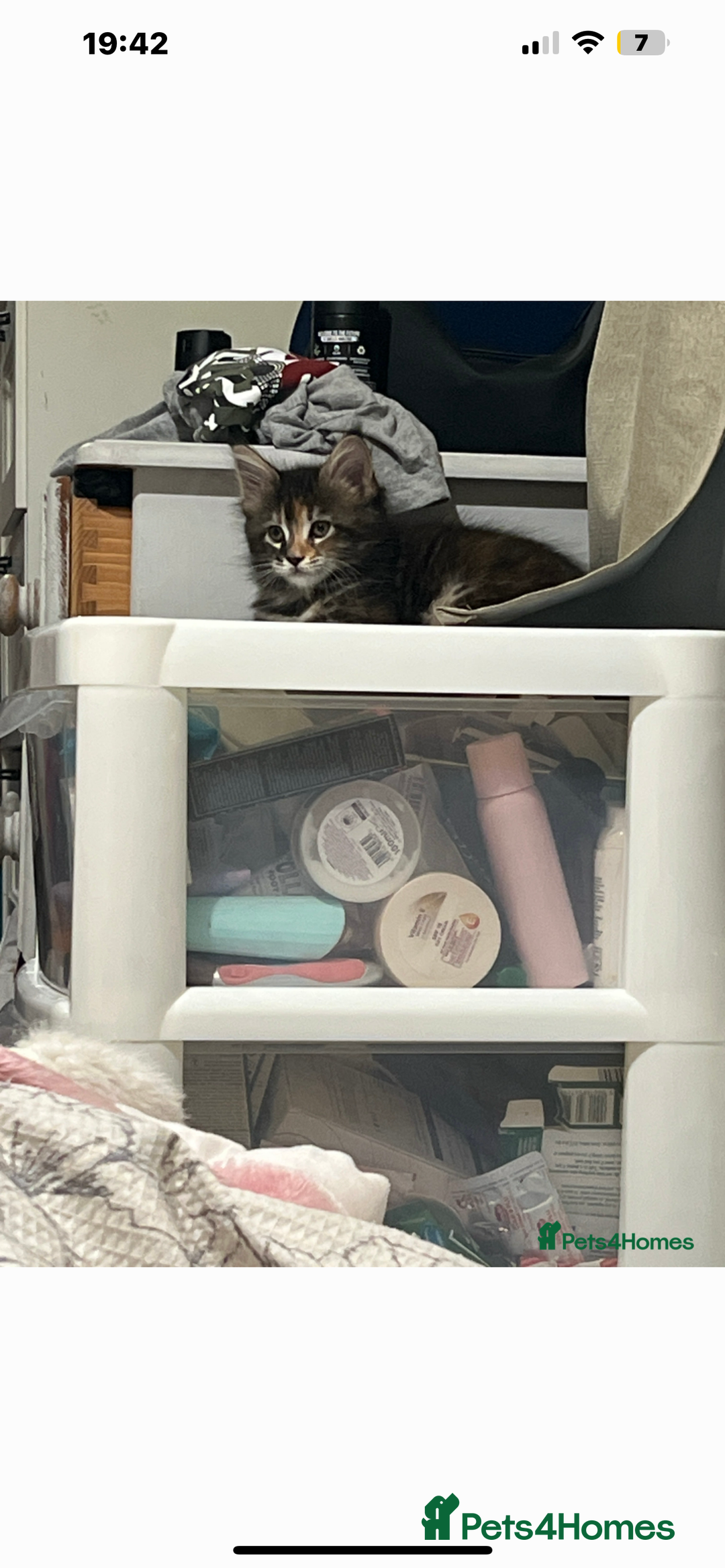 Maine Coon cats for sale: Beautiful Maine coon kittens  - Advert 14