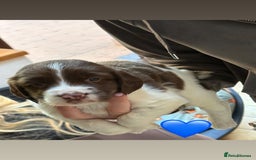 English Springer Spaniel dogs for sale: Traditional English Springer Spaniel Puppies - Image 3