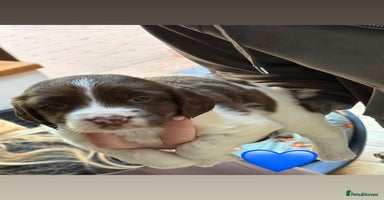 English Springer Spaniel dogs - Advert 7