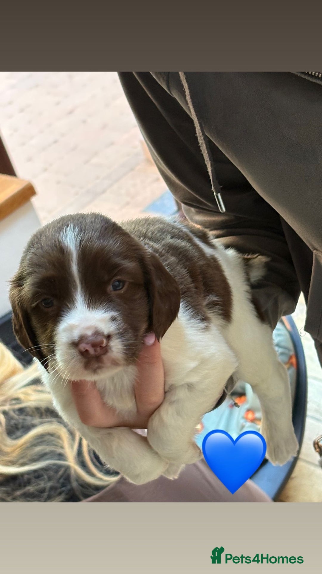 English Springer Spaniel dogs for sale: Traditional English Springer Spaniel Puppies - Image 3