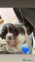 English Springer Spaniel dogs - Advert 6