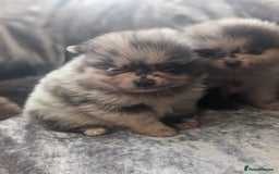 Pomeranian dogs for sale: Pomeranian puppies mixed colours  - Image 13