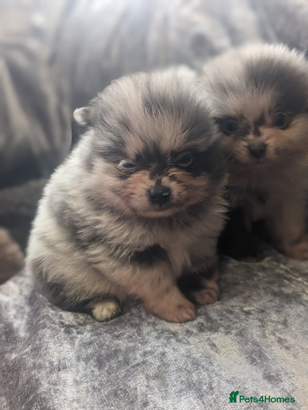 Pomeranian dogs for sale: Pomeranian puppies mixed colours  - Image 13