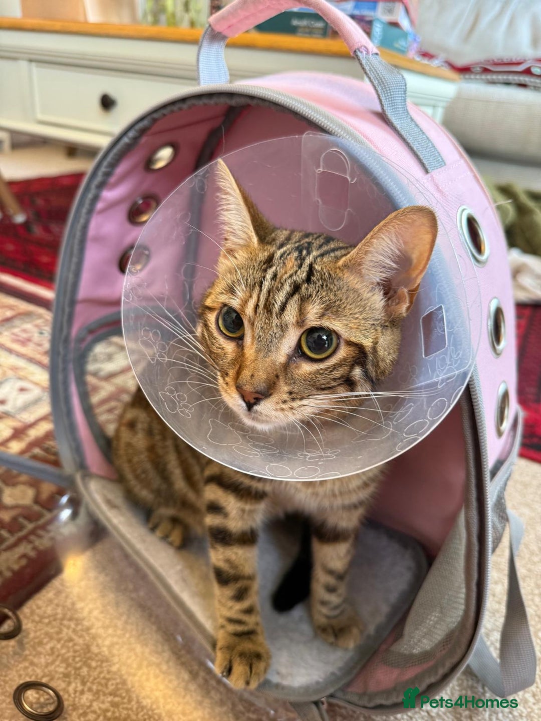Bengal cats for sale: Half Bengal Kitten Ready Now - Image 3