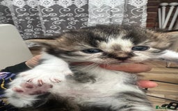 Mixed Breed cats for sale: 4 playful and funny kittens - Advert 17