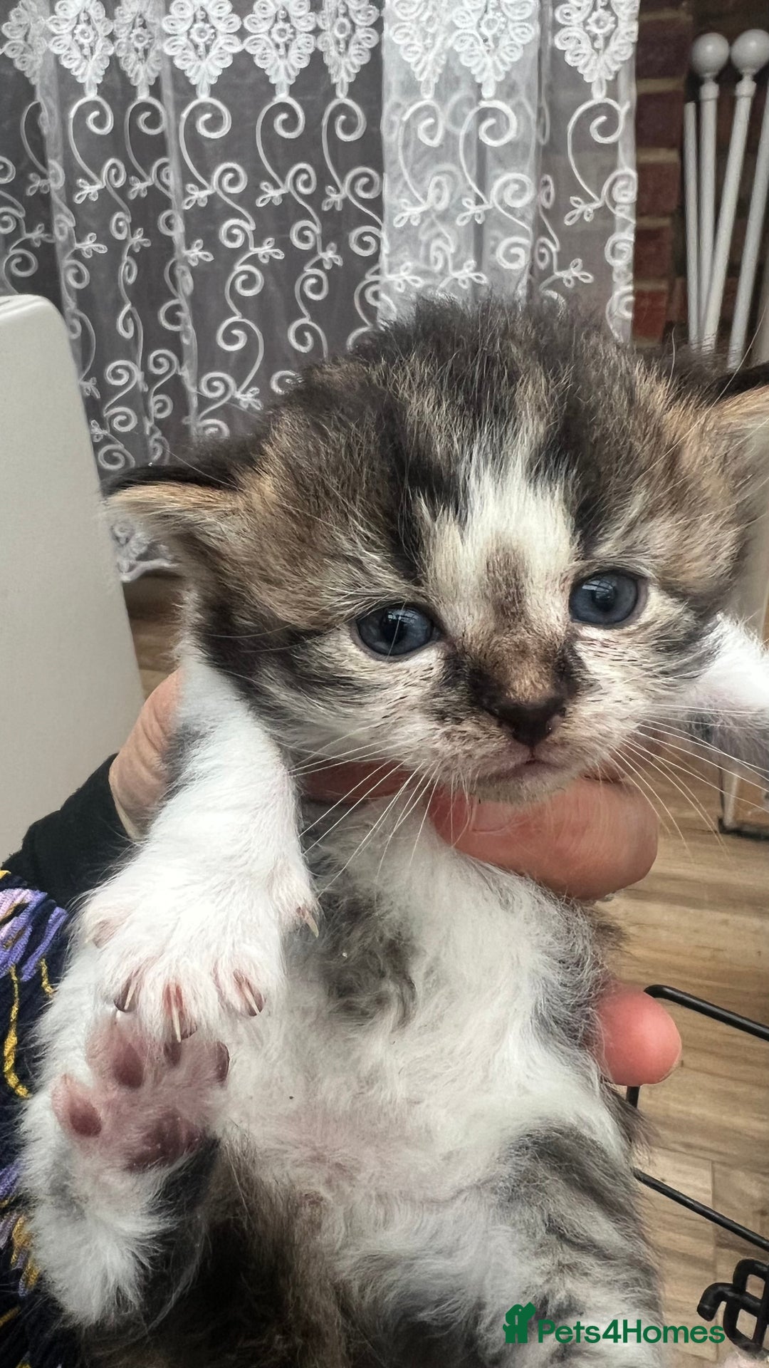 Mixed Breed cats for sale: 4 playful and funny kittens - Advert 17