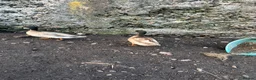 Ducks poultry for sale: Two call duck cross mallard drakes - Advert 2