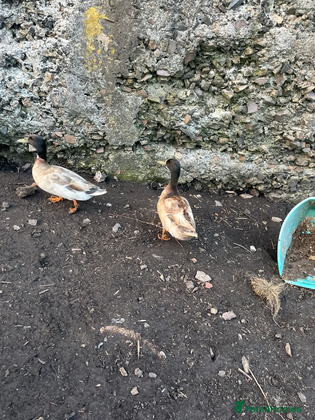 Ducks poultry for sale: Two call duck cross mallard drakes - Advert 2