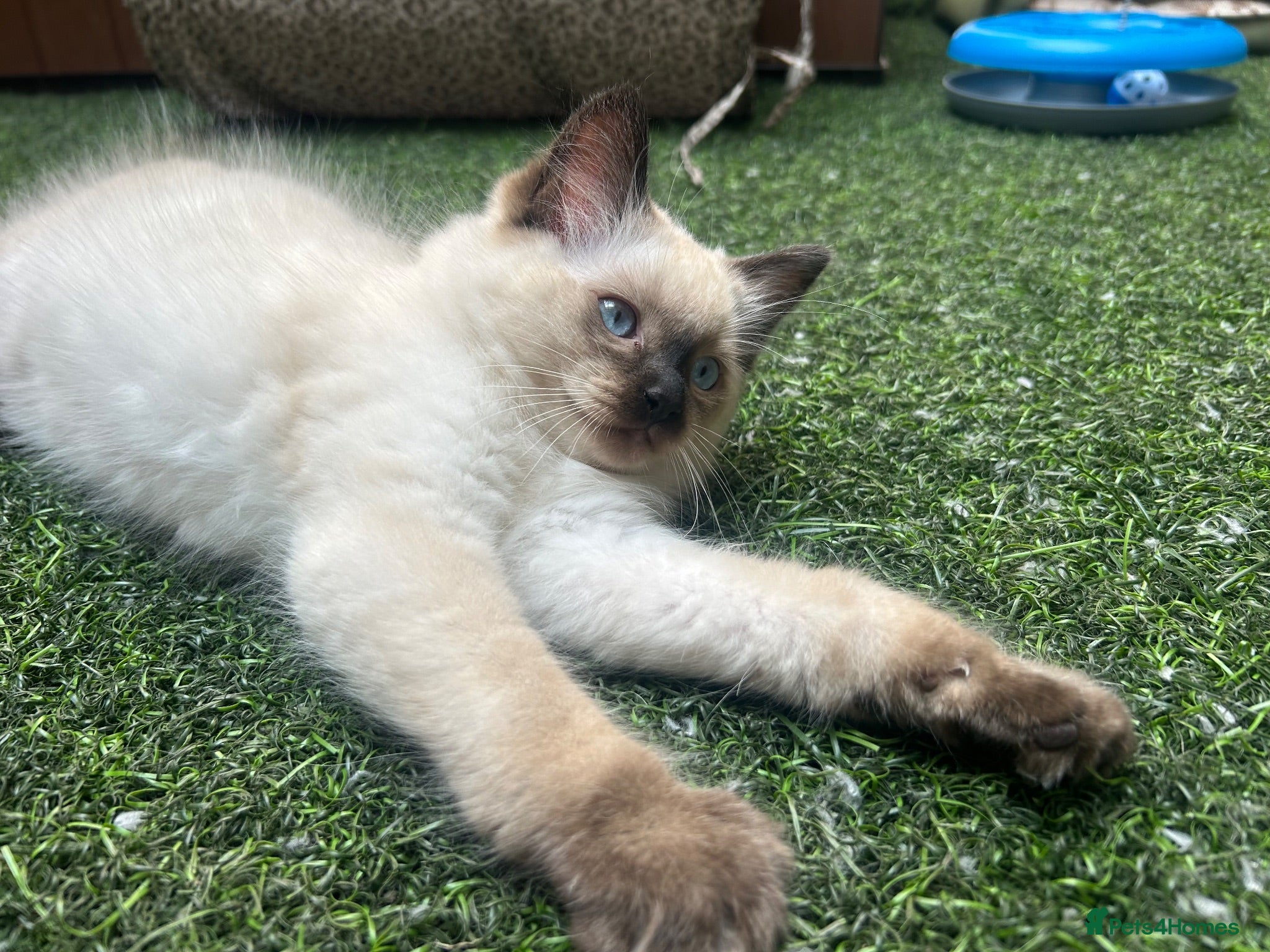 Ragdoll cats 🐾1 Boy left available🐾 - Advert 1