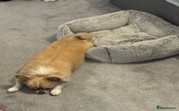 Chihuahua dogs for sale: Female Chihuahua  - Image 6