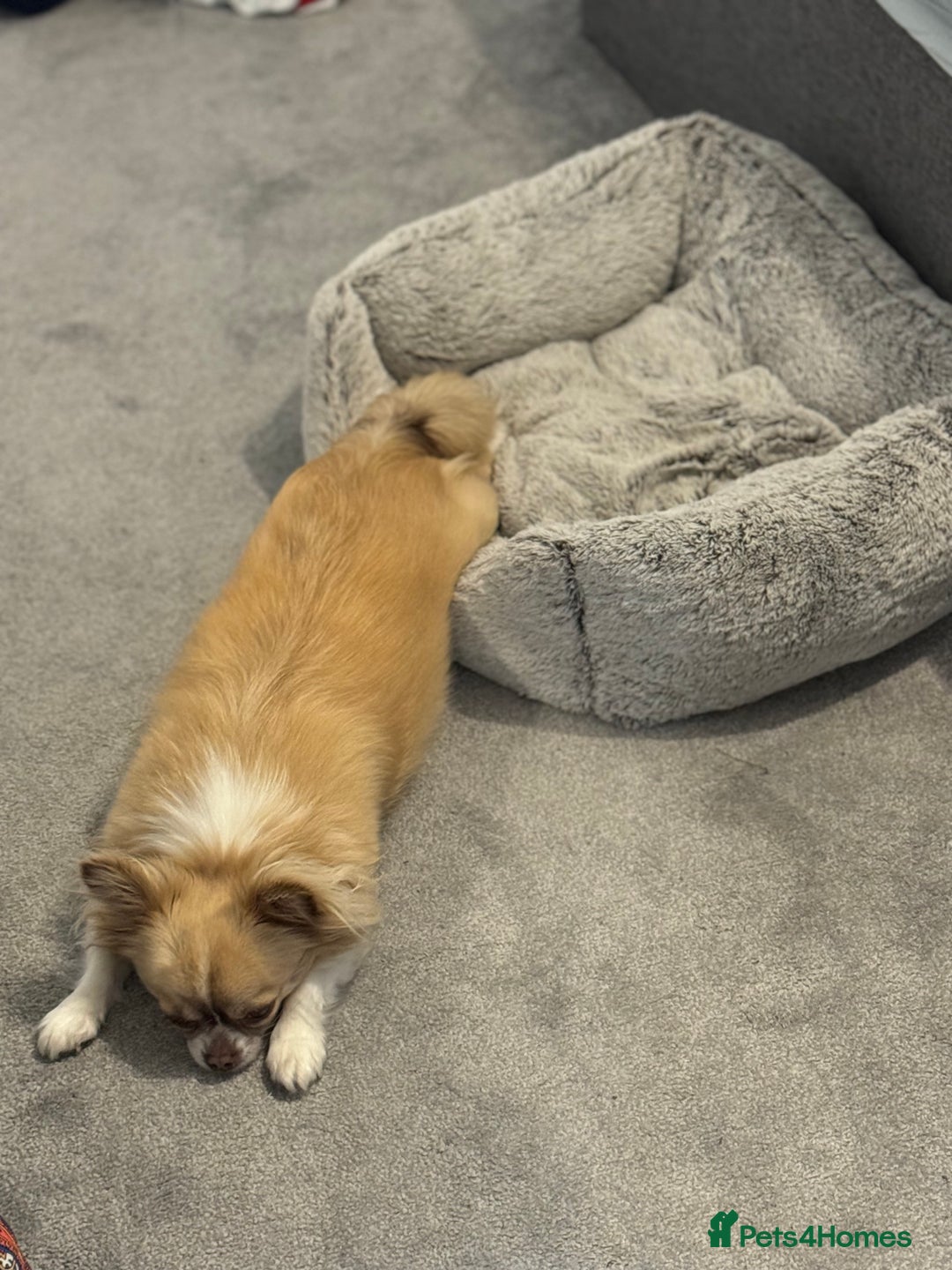 Chihuahua dogs for sale: Female Chihuahua  - Image 6