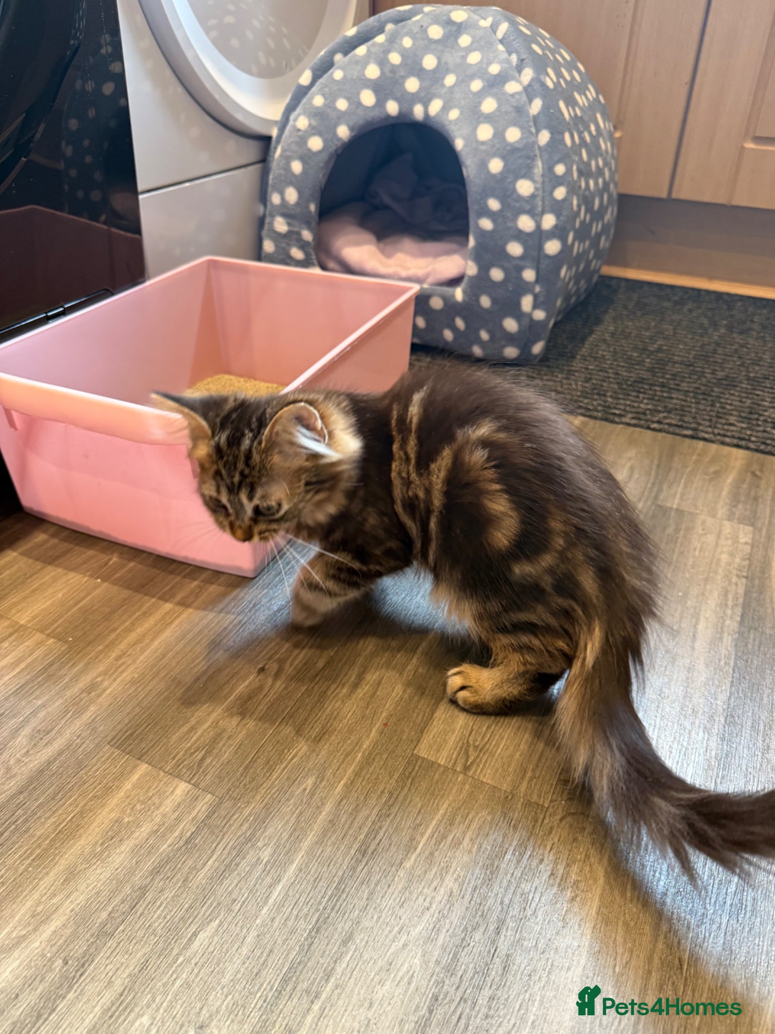 Mixed Breed cats Chocolate Fluffy Female Kitten (last one left) - Advert 1