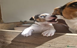 Jack Russell dogs for sale: Jack Russell  - Image 1