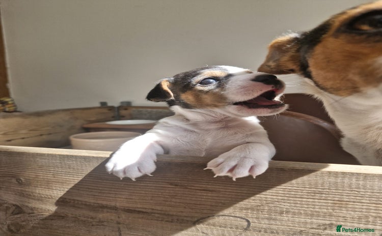 Jack Russell dogs - Advert 1