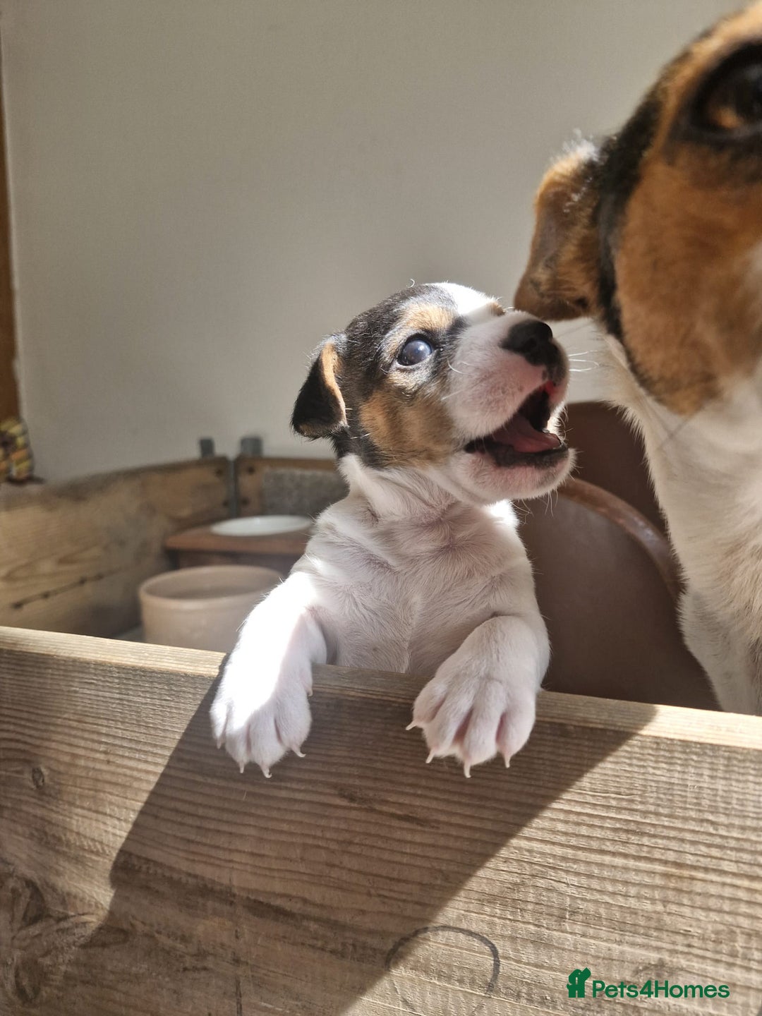 Jack Russell dogs for sale: Jack Russell  - Image 1