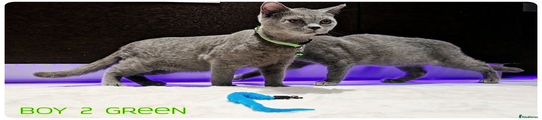 Boy green  collar 