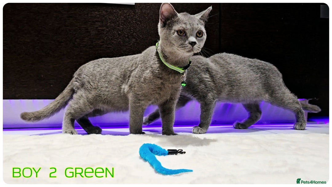 British Shorthair cats for sale: British  Blue Kittens (Delivery  available) - Image 8