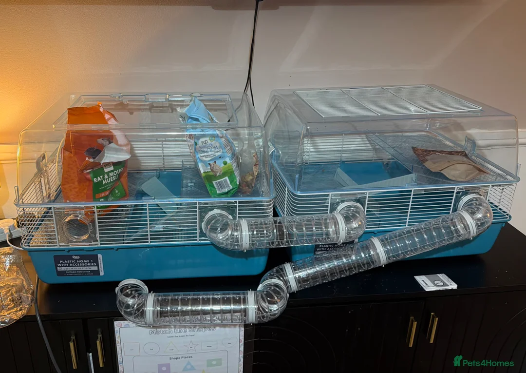 Mouse rodents for sale: Mouse Full set up - Advert 2
