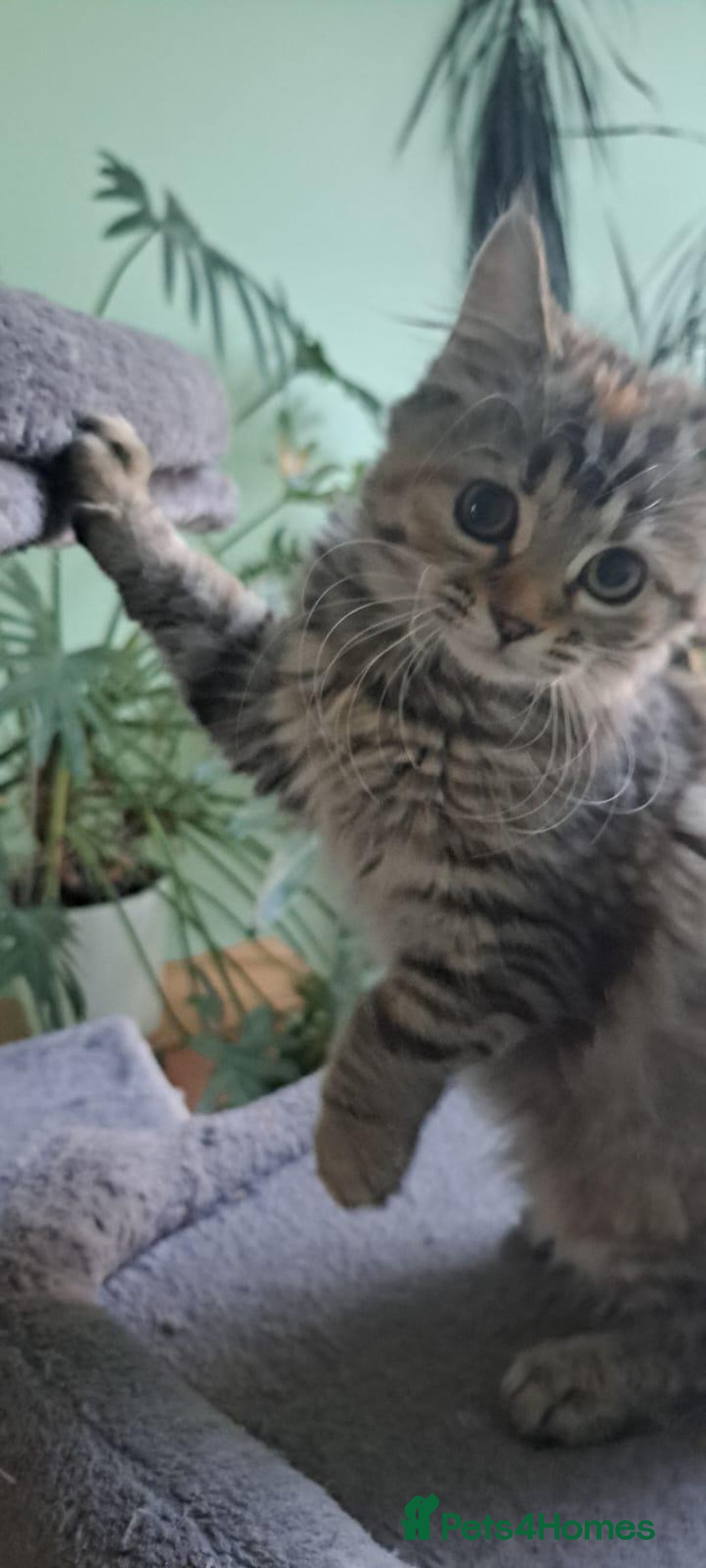 Siberian cats for sale: 6 lovely Siberian kittens  - Image 40
