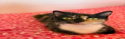 Mixed Breed cats for sale: Cute kitten ready to view 😍  - Advert 2