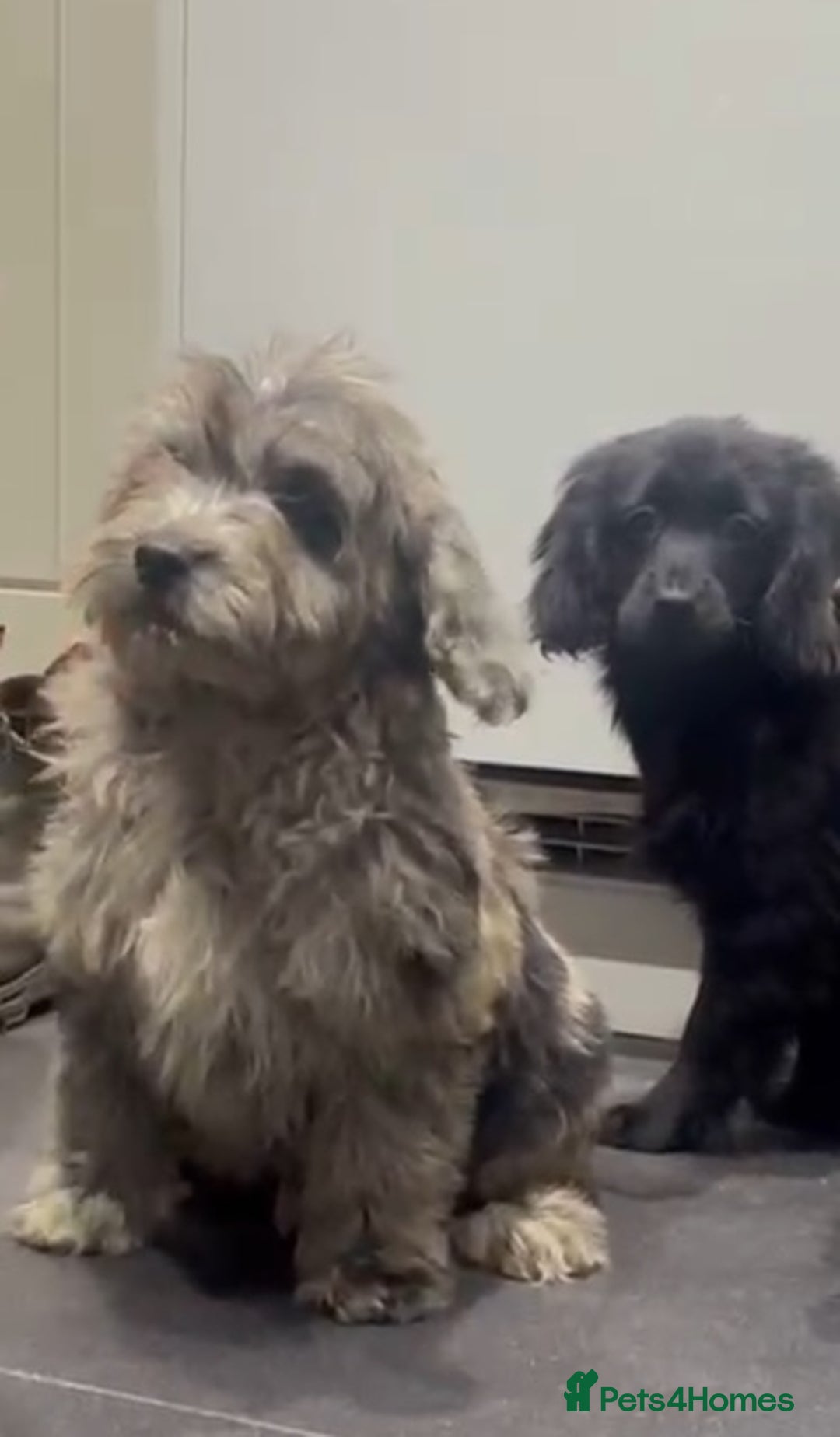 Cockapoo dogs for sale: Silver merle cockapoo puppies  - Advert 13