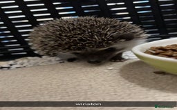 Pygmy Hedgehog rodents for sale: Pygmy hedgehog ( 9 months) - Image 5