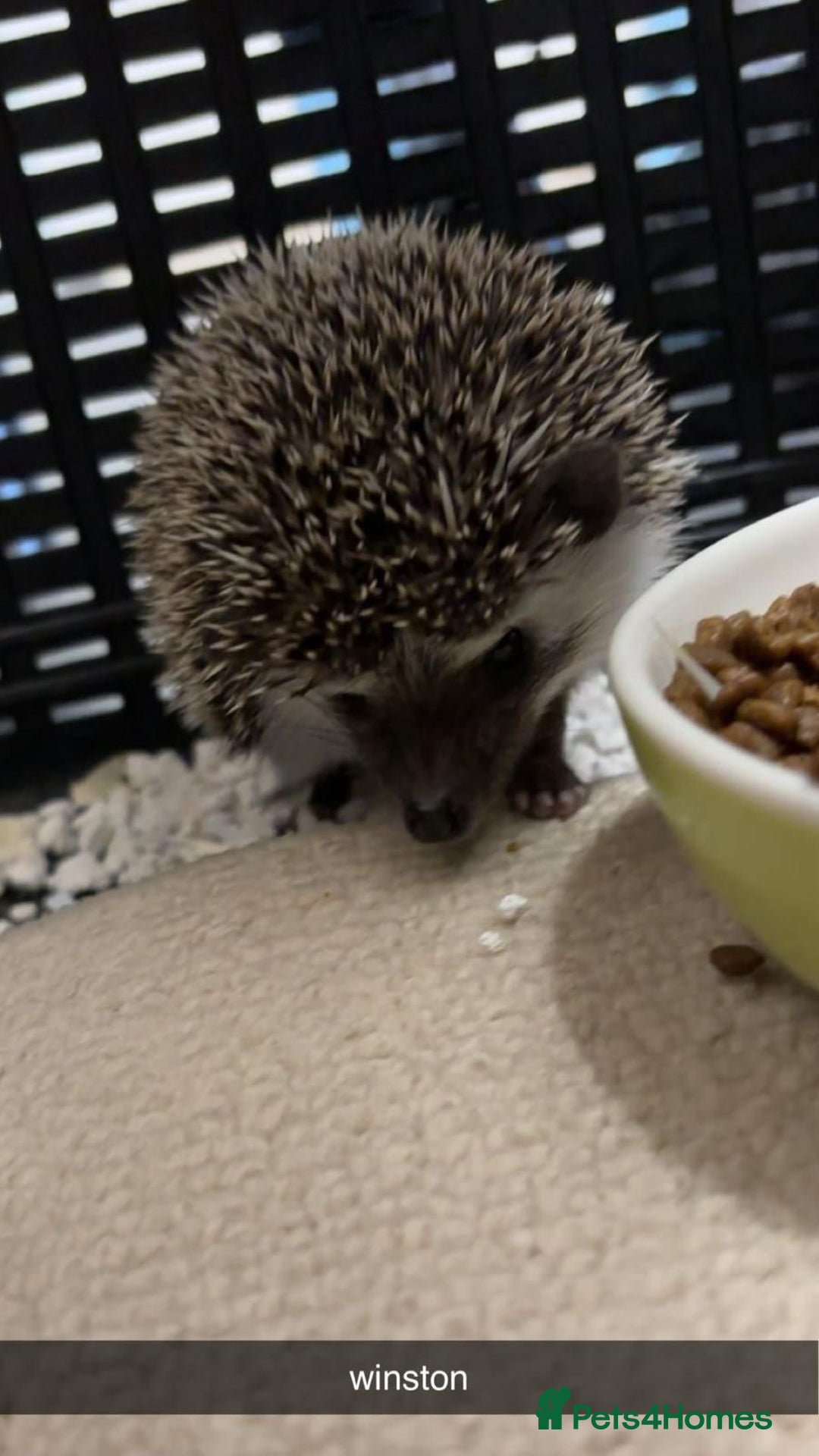 Pygmy Hedgehog rodents for sale: Pygmy hedgehog ( 9 months) - Image 5