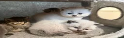 Scottish Fold cats for sale: Scottish fold/British  - Advert 12