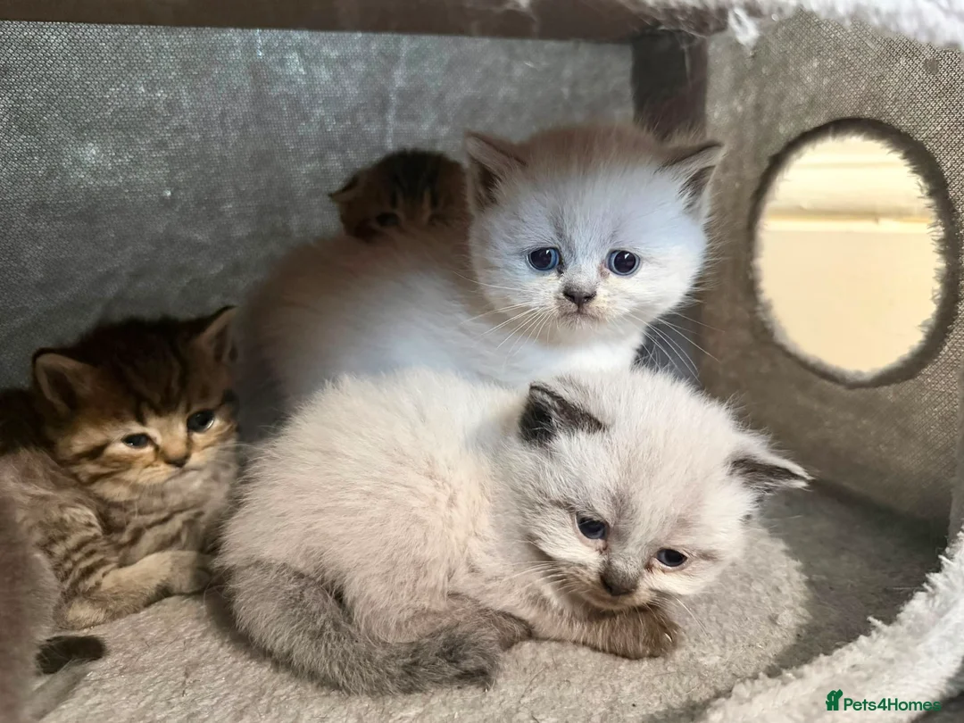 Scottish Fold cats for sale: Scottish fold/British  - Advert 12