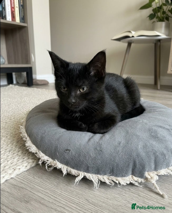 Maine Coon cats 1 available beautiful maine Coon cross kittens  - Advert 11