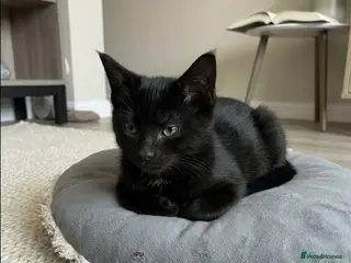 Maine Coon cats 1 available beautiful maine Coon cross kittens - Advert 11