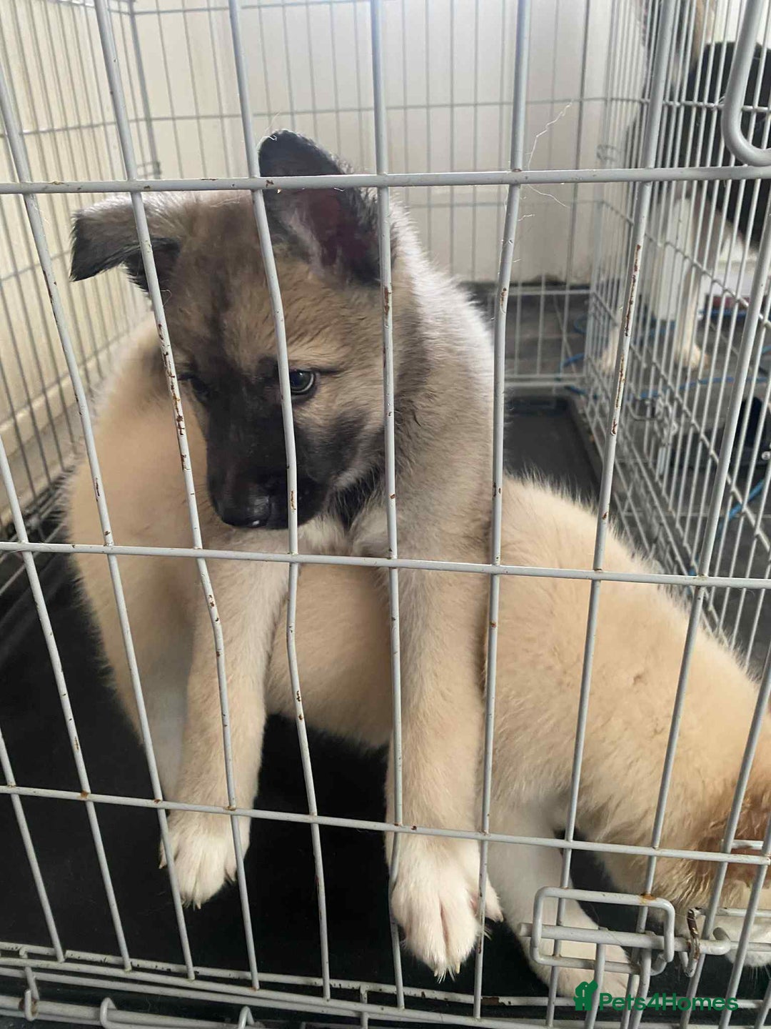 Huskita dogs for sale: ❤️huskey/ akita - Advert 6