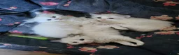 Ragdoll cats for sale: Beautiful calm and confident Ragdoll kittens - Advert 3