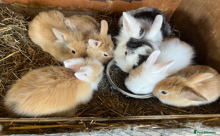 Lionhead rabbits - Advert 1
