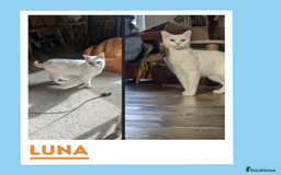 Mixed Breed cats for adoption: Luna is a VIP - Image 7