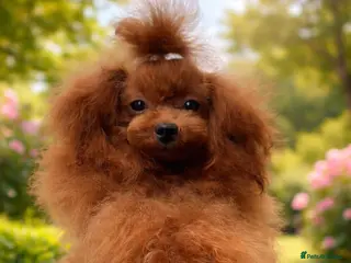 Toy Poodle dogs 🍒 Imported Tiny Red Asian Toy Poodle for Stud 🍒 - Advert 17