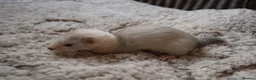 Ferret rodents for sale: Beautiful Kits  in Peterlee - Advert 22