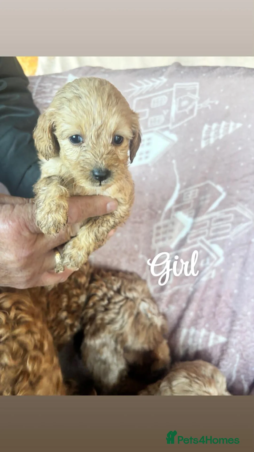 Cockapoo dogs for sale: Cockapoo puppies - Advert 6
