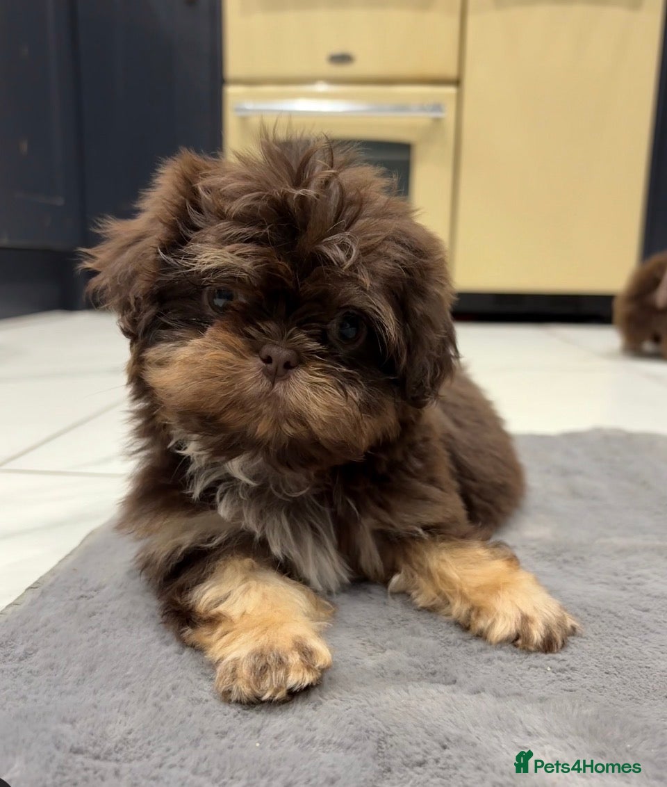Shih Tzu dogs Chocolate and tan extremely rare  - Advert 3