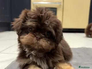 Shih Tzu dogs Chocolate and tan extremely rare - Advert 3